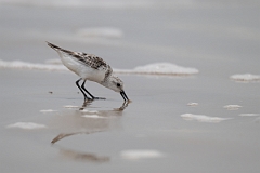DPPhotography - Texas - Sanderling - L