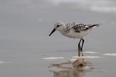 DPPhotography - Texas - Sanderling - R