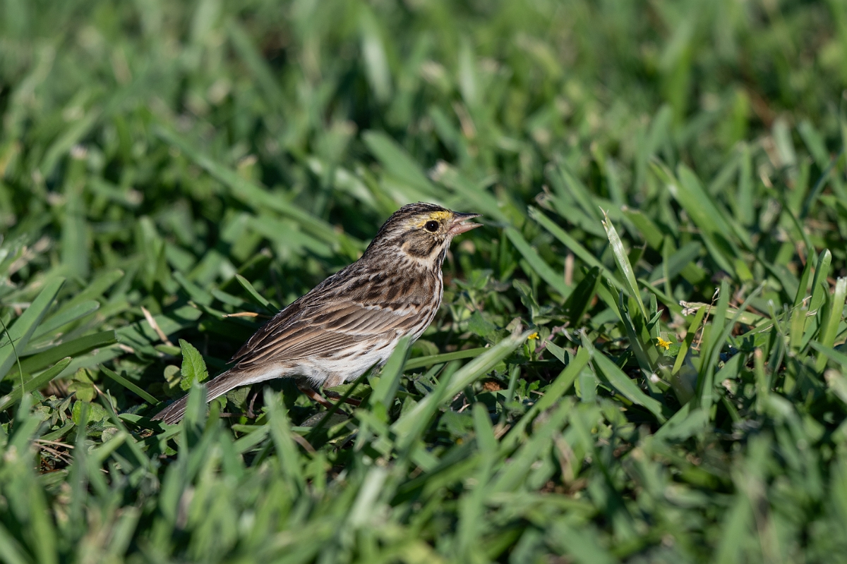DPPhotography - Texas - Savannah sparrow - B.jpg - Savannah sparrow - South Padre Island, Texas