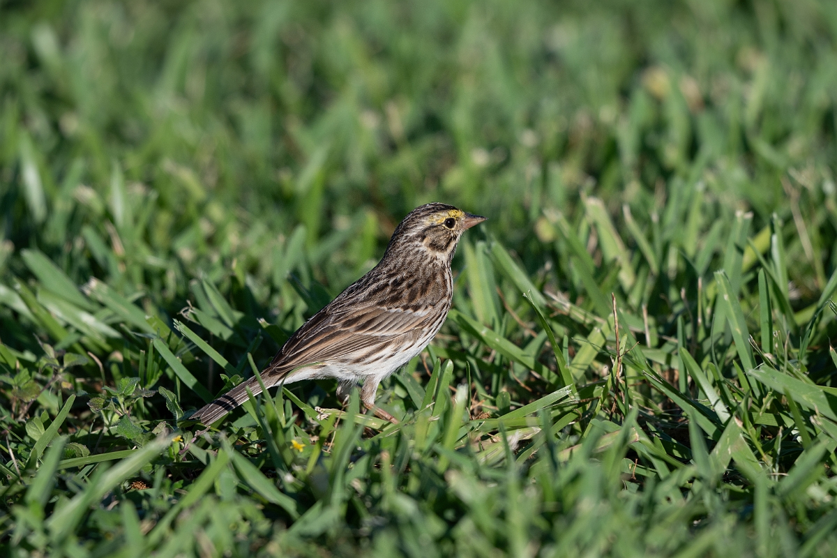 DPPhotography - Texas - Savannah sparrow - C.jpg - Savannah sparrow - South Padre Island, Texas