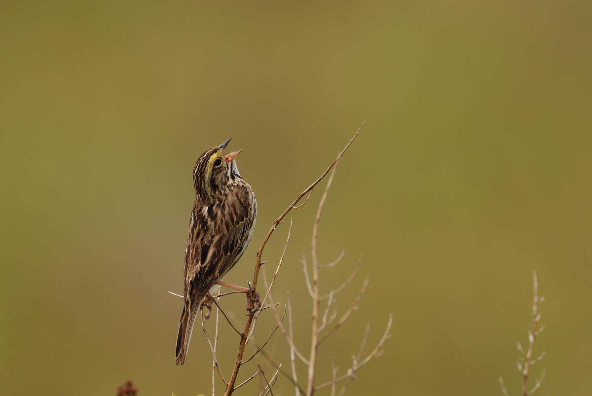 David Plant Photography - Wildlife Photographer - Savannah sparrow - A.jpg - Savannah sparrow singing - Kennebunk Plains, ME