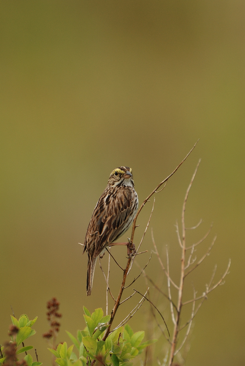 David Plant Photography - Wildlife Photographer - Savannah sparrow - B.jpg - Savannah sparrow - Kennebunk Plains, ME