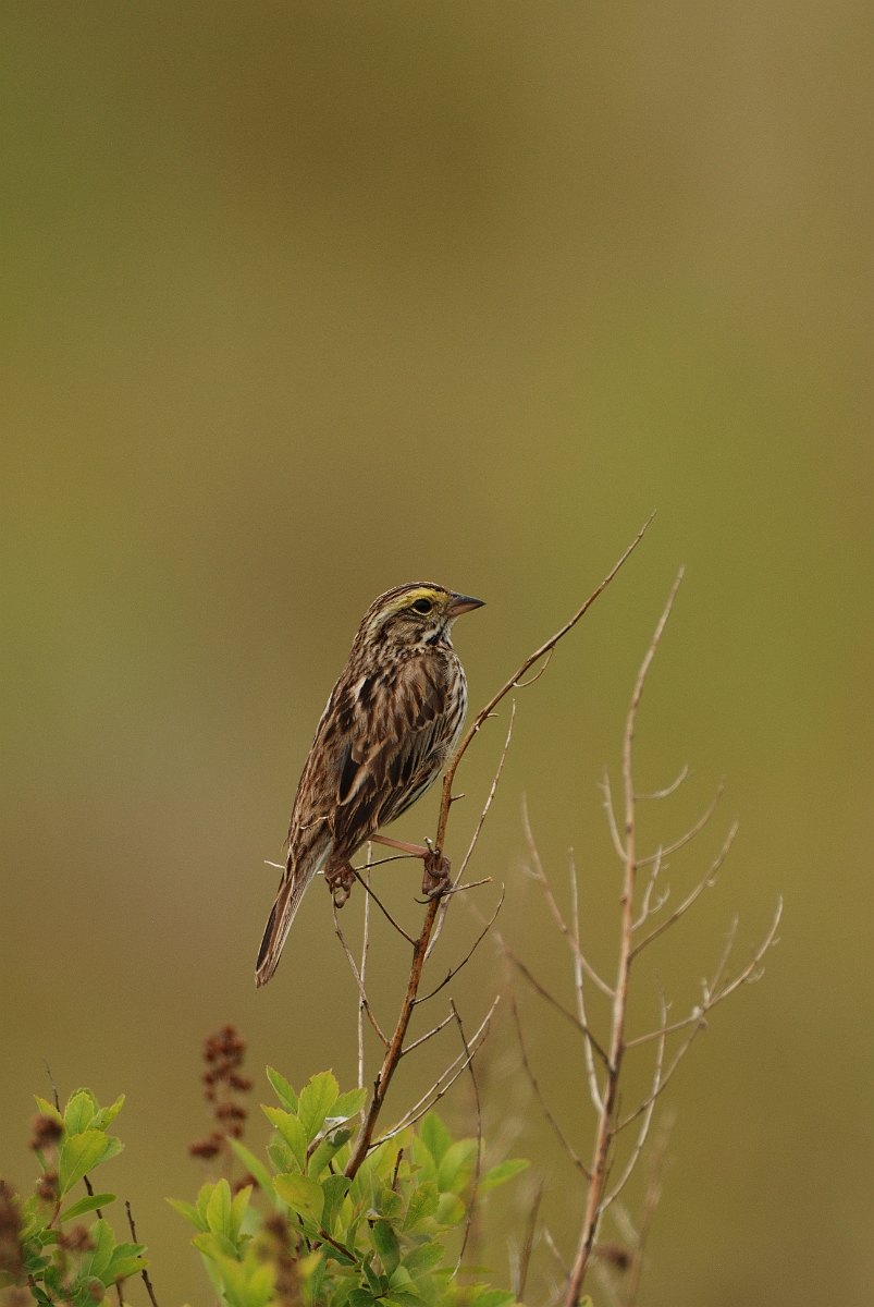 David Plant Photography - Wildlife Photographer - Savannah sparrow - C.jpg - Savannah sparrow - Kennebunk Plains, ME