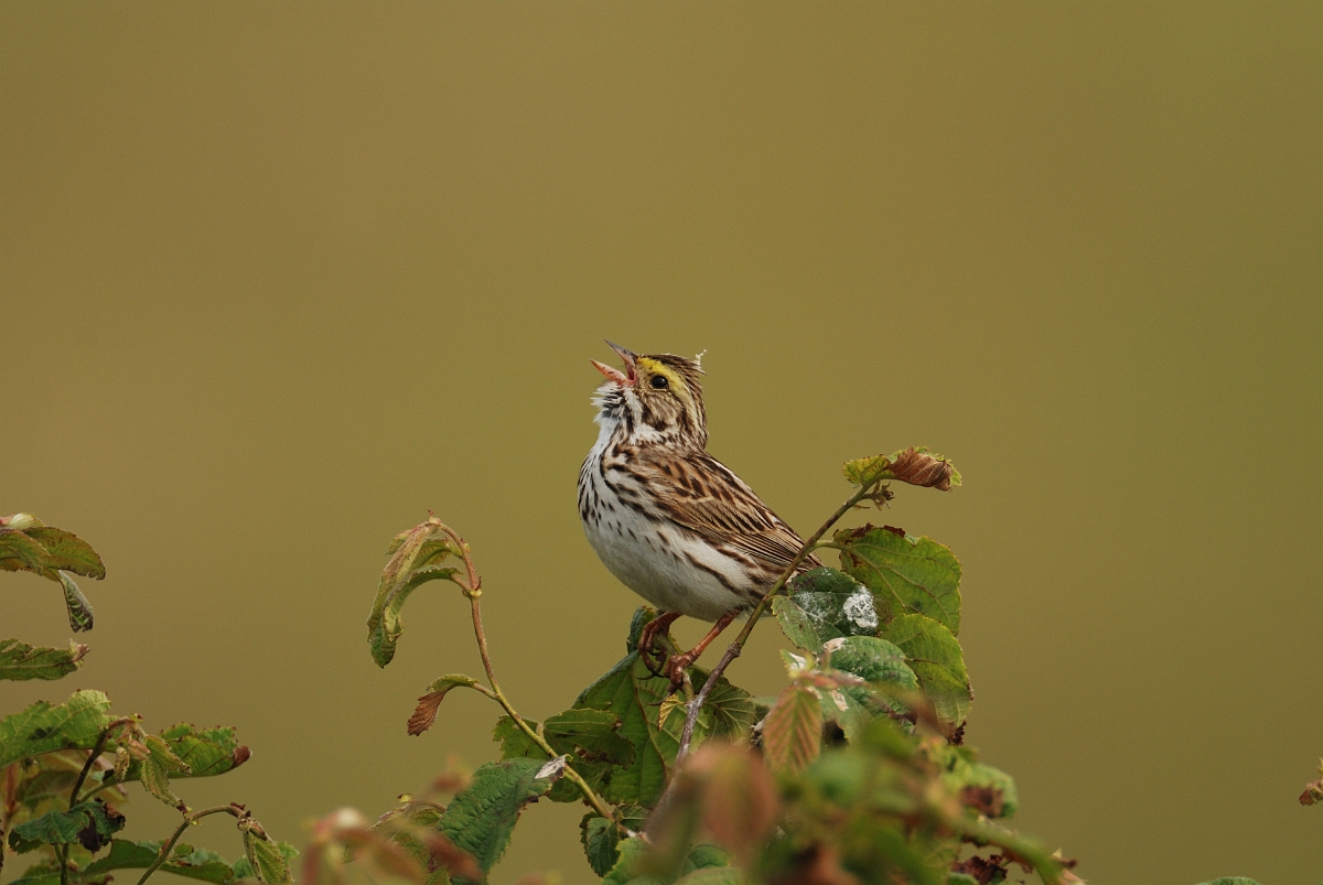 David Plant Photography - Wildlife Photographer - Savannah sparrow - E.jpg - Savannah sparrow singing - Kennebunk Plains, ME