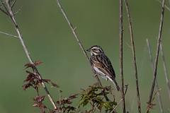 DPPhotography - Texas - Savannah sparrow - A