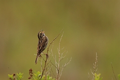 David Plant Photography - Wildlife Photographer - Savannah sparrow - D