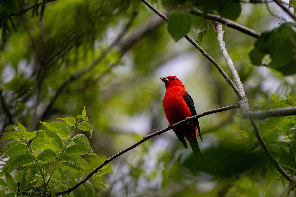 DPPhotography - Texas - Scarlet tanager - A.jpg - Scarlet tanager - Smith Oaks, High Island, Texas