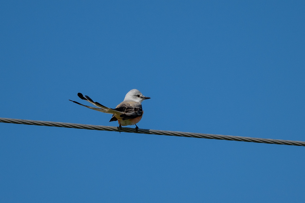 DPPhotography - Texas - Scissor-tailed flyctacher - A.jpg - Scissor-tailed flycatcher - Pernitas Point, Texas