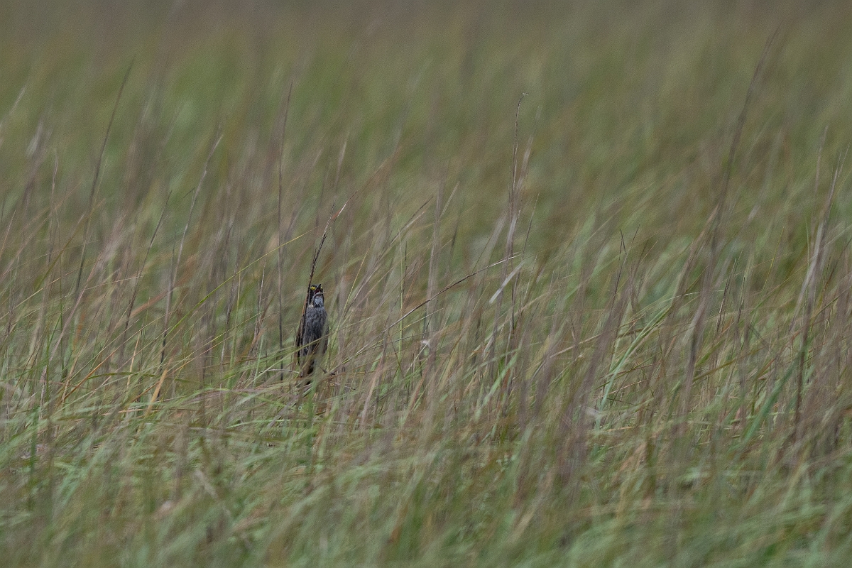 DPPhotography - Texas - Seaside sparrow - B.jpg - Seaside sparrow - Bob Road, Bolivar Peninsula, Texas