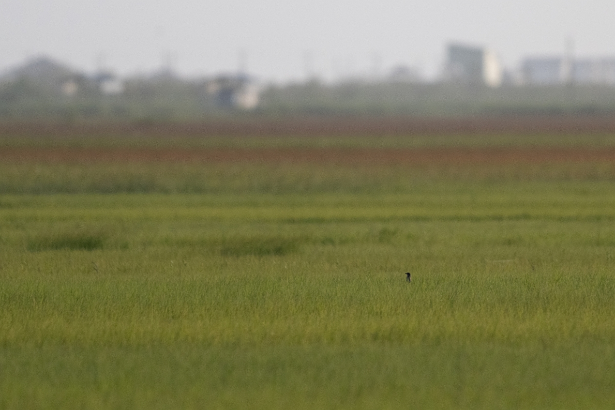 DPPhotography - Texas - Seaside sparrow - C.jpg - Seaside sparrow - Yacht Basin Road, Bolivar Peninsula, Texas