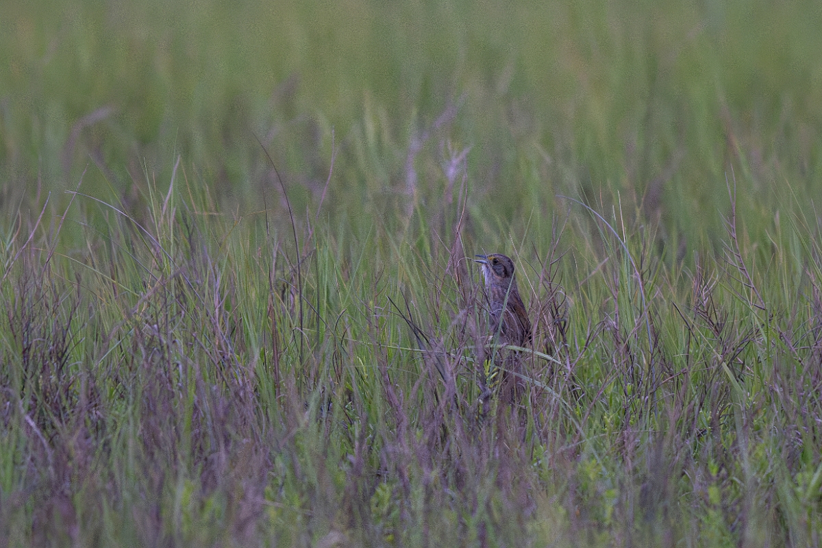 DPPhotography - Texas - Seaside sparrow - D.jpg - Seaside sparrow - Yacht Basin Road, Bolivar Peninsula, Texas