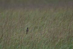 DPPhotography - Texas - Seaside sparrow - A