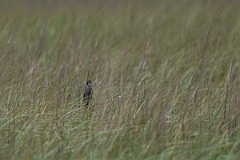 DPPhotography - Texas - Seaside sparrow - B