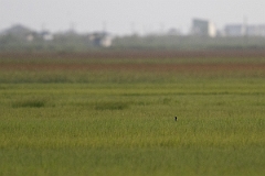 DPPhotography - Texas - Seaside sparrow - C
