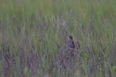 DPPhotography - Texas - Seaside sparrow - D