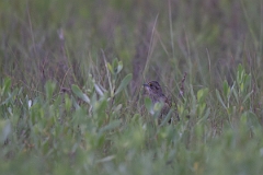 DPPhotography - Texas - Seaside sparrow - E