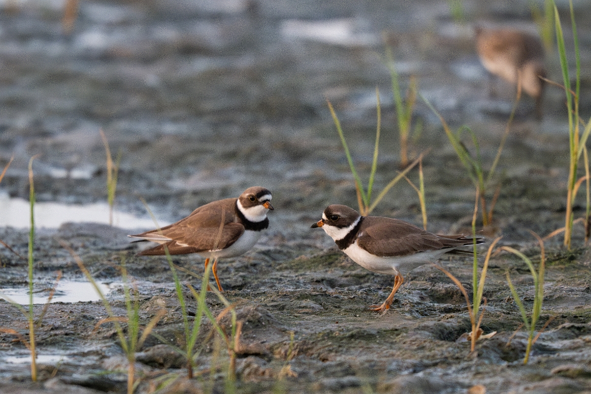 DPPhotography - Texas - Semipalmated plover - A.jpg - Semipalmated plover - Rollover Pass, Bolivar Peninsula, Texas