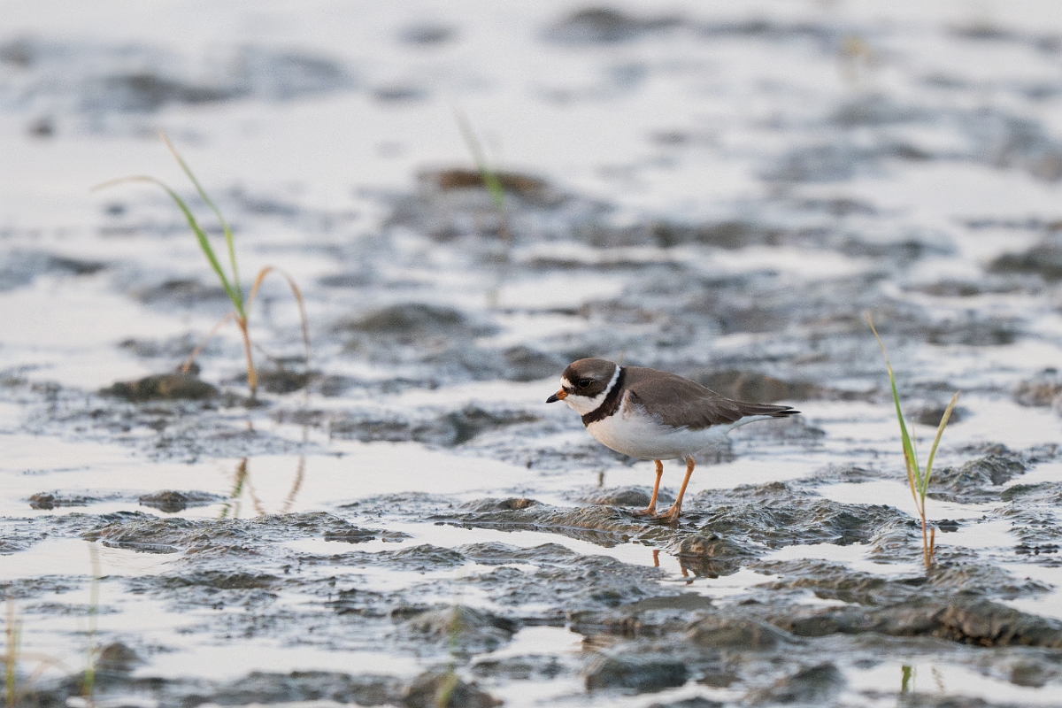 DPPhotography - Texas - Semipalmated plover - B.jpg - Semipalmated plover - Rollover Pass, Bolivar Peninsula, Texas