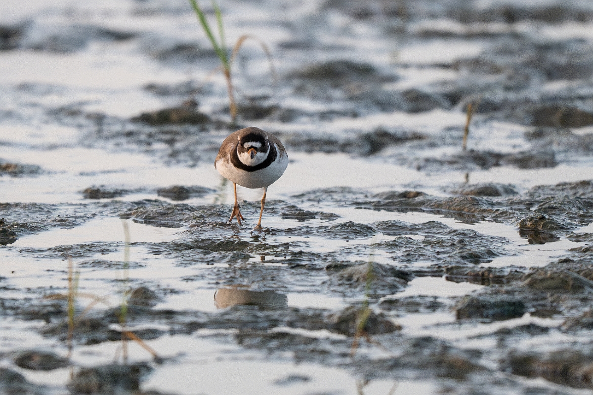 DPPhotography - Texas - Semipalmated plover - C.jpg - Semipalmated plover - Rollover Pass, Bolivar Peninsula, Texas