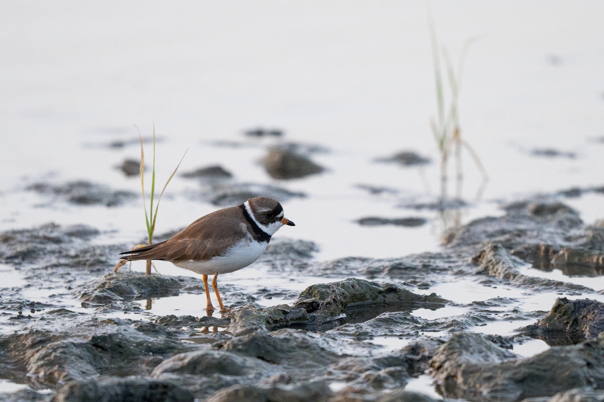 DPPhotography - Texas - Semipalmated plover - D.jpg - Semipalmated plover - Rollover Pass, Bolivar Peninsula, Texas
