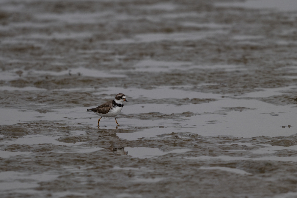 DPPhotography - Texas - Semipalmated plover - E.jpg - Semipalmated plover - Rollover Pass, Bolivar Peninsula, Texas