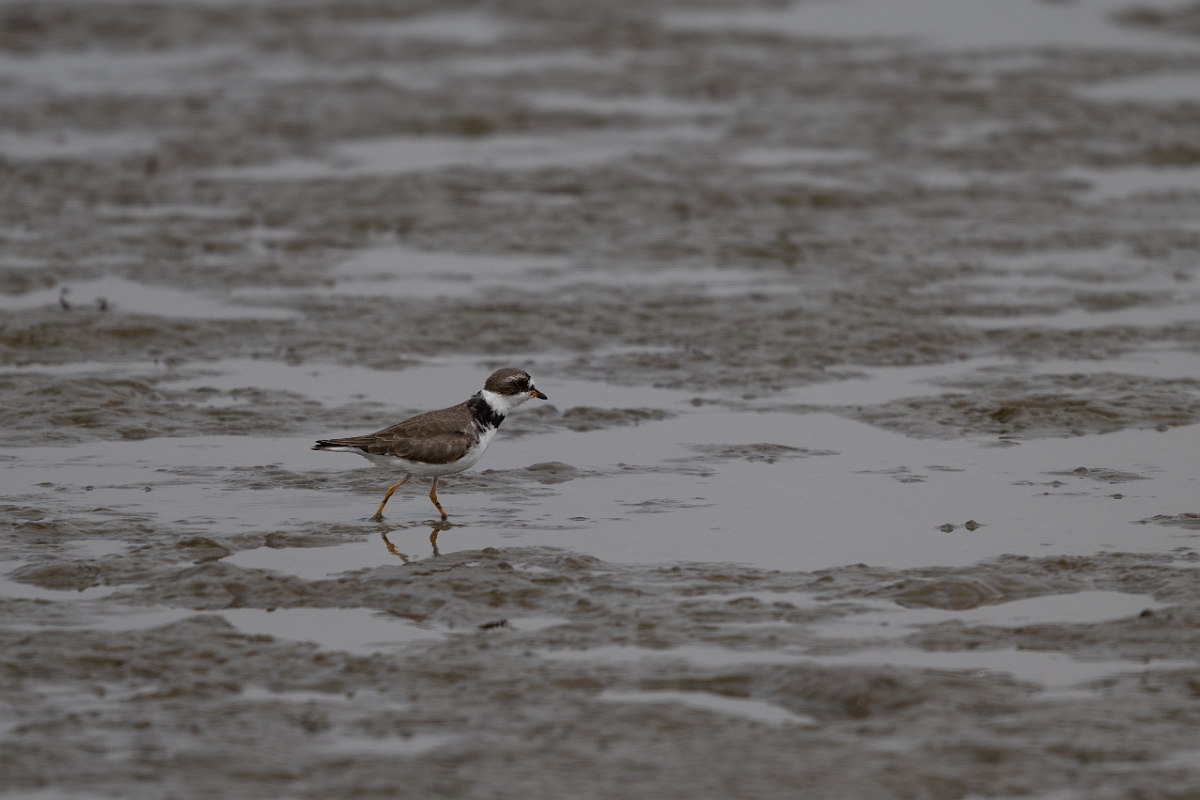 DPPhotography - Texas - Semipalmated plover - F.jpg - Semipalmated plover - Rollover Pass, Bolivar Peninsula, Texas