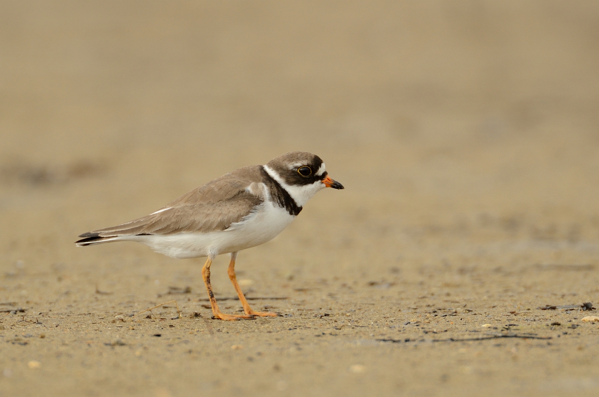 David Plant Photography - Wildlife Photography - Semipalmated plover - A.jpg - Semipalmated plover - Plum Island, MA