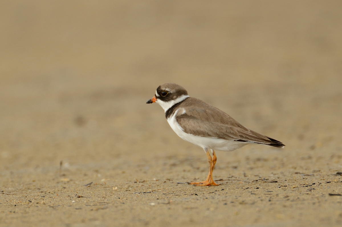 David Plant Photography - Wildlife Photography - Semipalmated plover - B.jpg - Semipalmated plover - Plum Island, MA