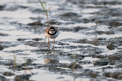 DPPhotography - Texas - Semipalmated plover - C