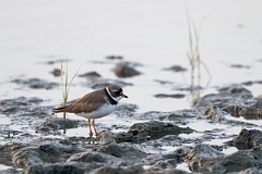 DPPhotography - Texas - Semipalmated plover - D
