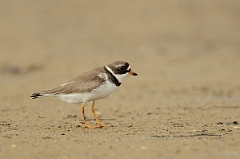 David Plant Photography - Wildlife Photography - Semipalmated plover - A