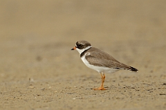 David Plant Photography - Wildlife Photography - Semipalmated plover - B
