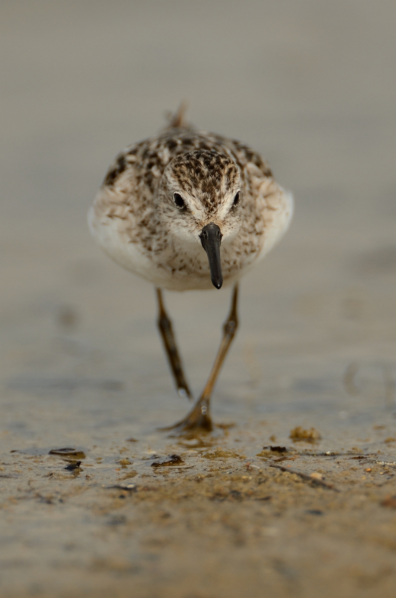 David Plant Photography - Wildlife Photography - Semipalmated sandpiper - E.jpg - Semipalmated sandpiper - Plum Island, MA