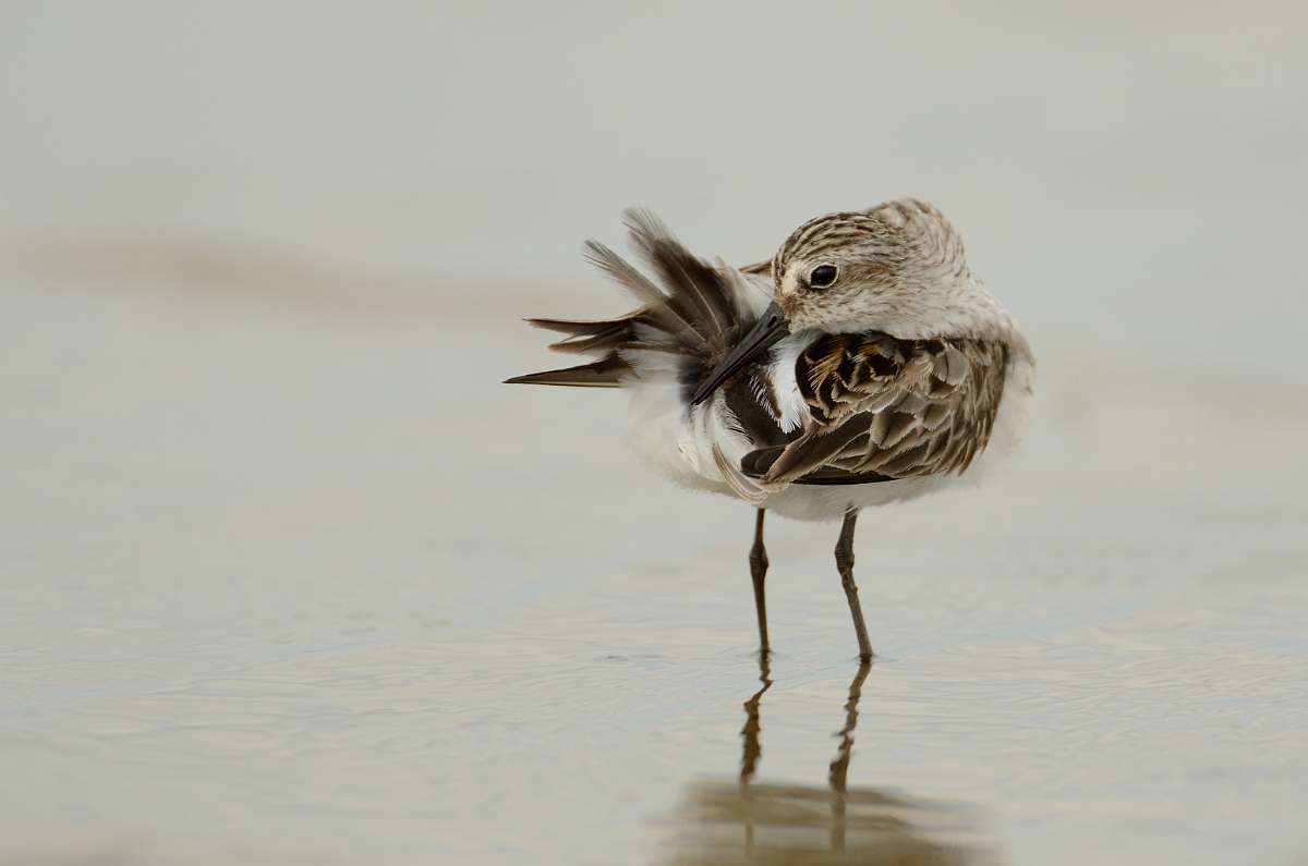 David Plant Photography - Wildlife Photography - Semipalmated sandpiper - G.jpg - Semipalmated sandpiper preening - Plum Island, MA