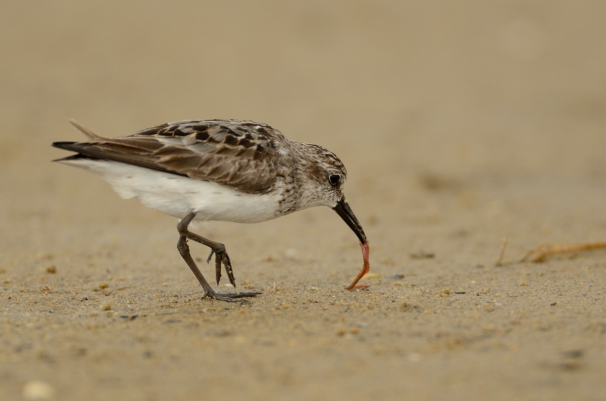 David Plant Photography - Wildlife Photography - Semipalmated sandpiper - H.jpg - Semipalmated sandpiper with food - Plum Island, MA