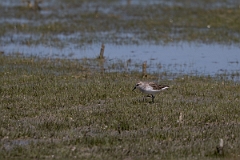 DPPhotography - Texas - Semipalmated sandpiper - B