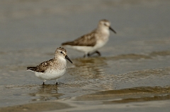 David Plant Photography - Wildlife Photography - Semipalmated sandpiper - A
