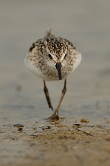 David Plant Photography - Wildlife Photography - Semipalmated sandpiper - E