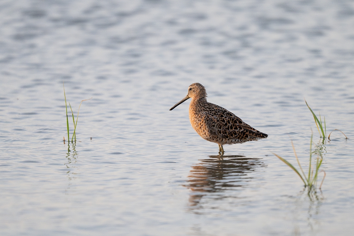 DPPhotography - Texas - Short-billed dowitcher - C.jpg - Short-billed dowitcher - Rollover Pass, Bolivar Peninsula, Texas