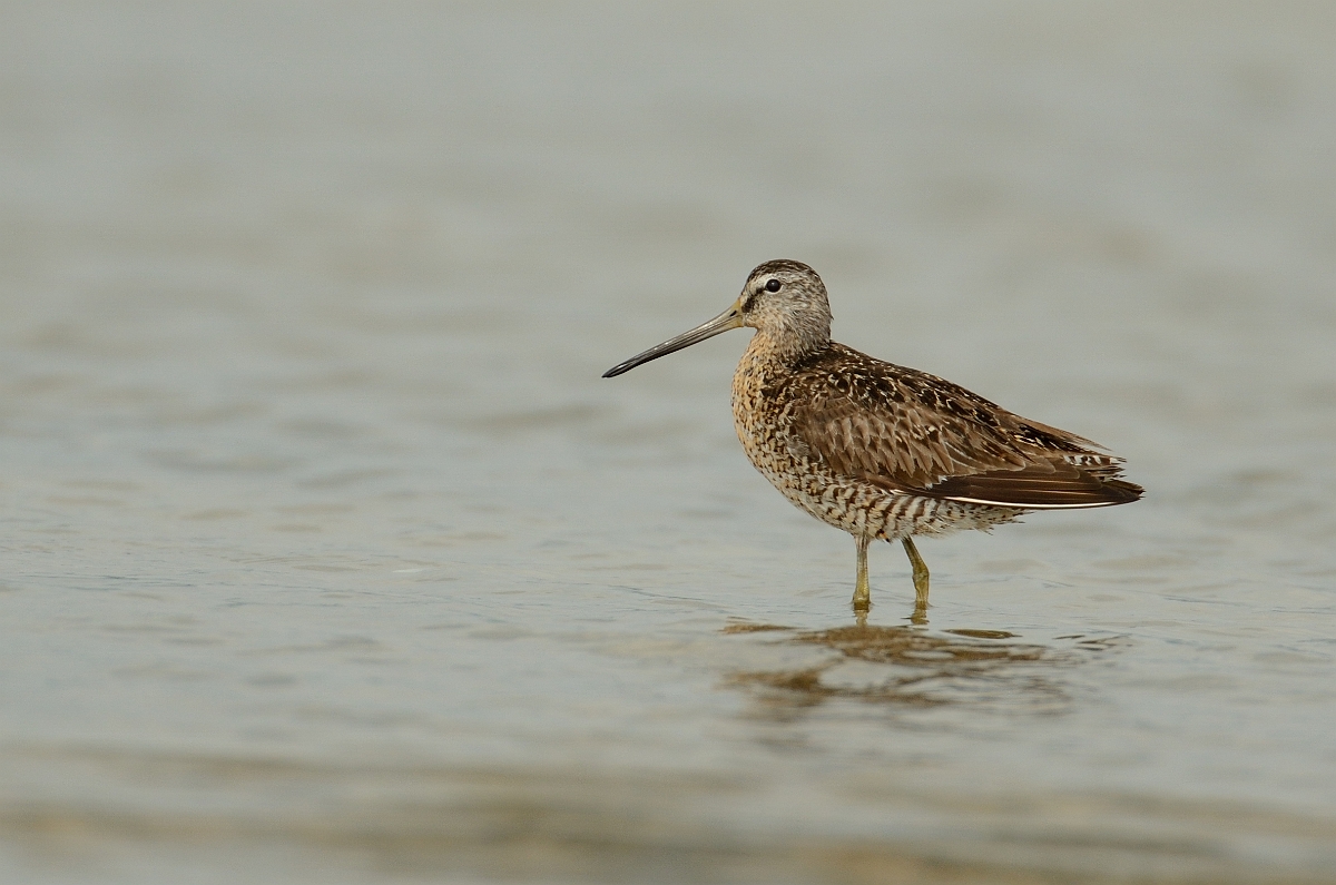 David Plant Photography - Wildlife Photography - Short-billed dowitcher - C.jpg - Short-billed dowitcher - Plum Island, MA