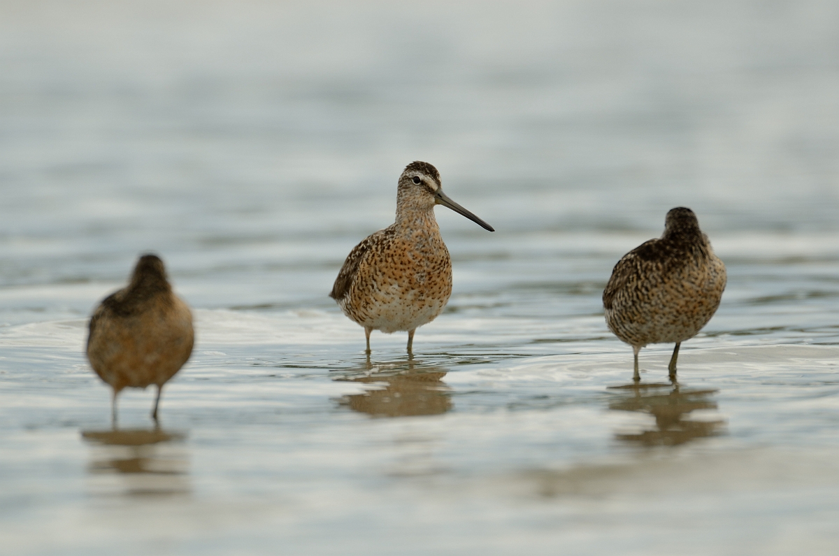 David Plant Photography - Wildlife Photography - Short-billed dowitcher - D.jpg - Short-billed dowitcher trio - Plum Island, MA