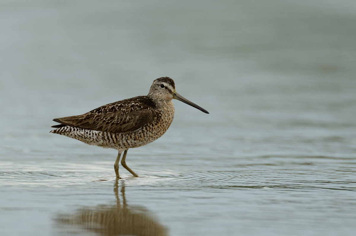David Plant Photography - Wildlife Photography - Short-billed dowitcher - E.jpg - Short-billed dowitcher - Plum Island, MA