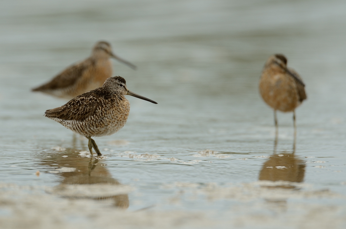 David Plant Photography - Wildlife Photography - Short-billed dowitcher - G.jpg - Short-billed dowitcher trio - Plum Island, MA