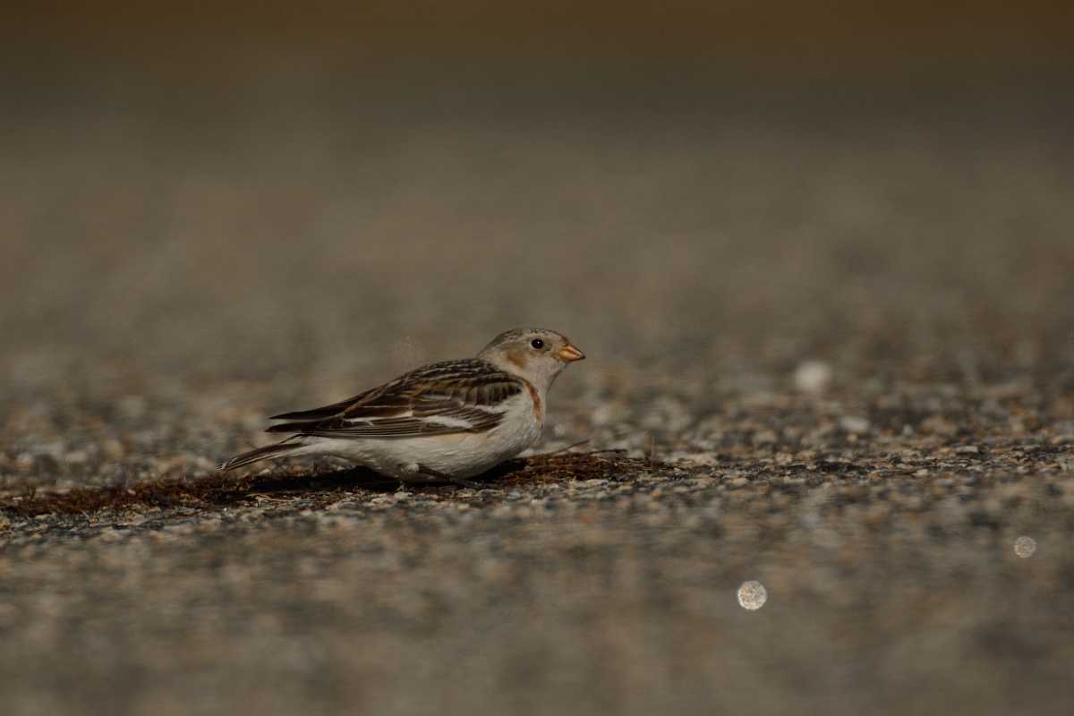 David Plant Photography - Wildlife Photography - Snow bunting - A.jpg - Snow bunting - Salisbury Beach, MA