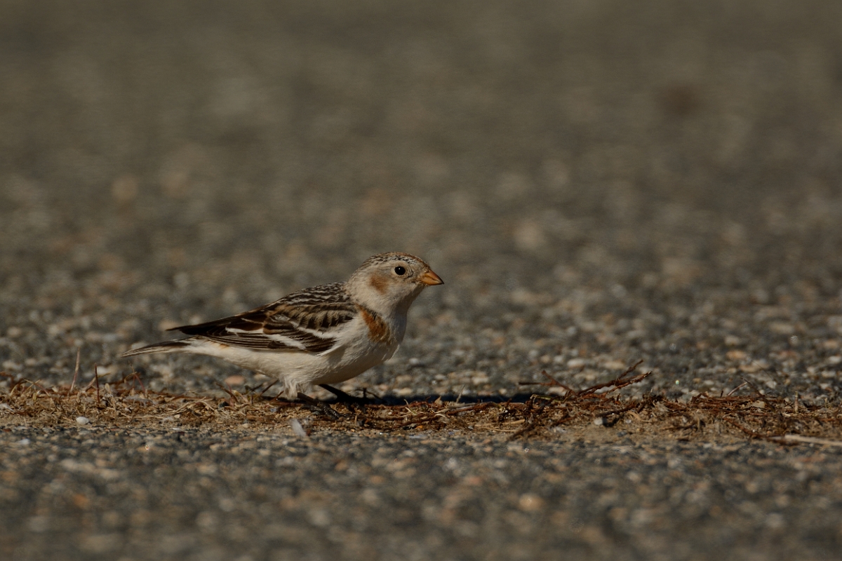 David Plant Photography - Wildlife Photography - Snow bunting - B.jpg - Snow bunting - Salisbury Beach, MA