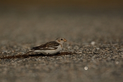David Plant Photography - Wildlife Photography - Snow bunting - A