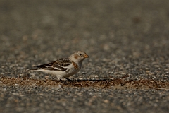 David Plant Photography - Wildlife Photography - Snow bunting - B