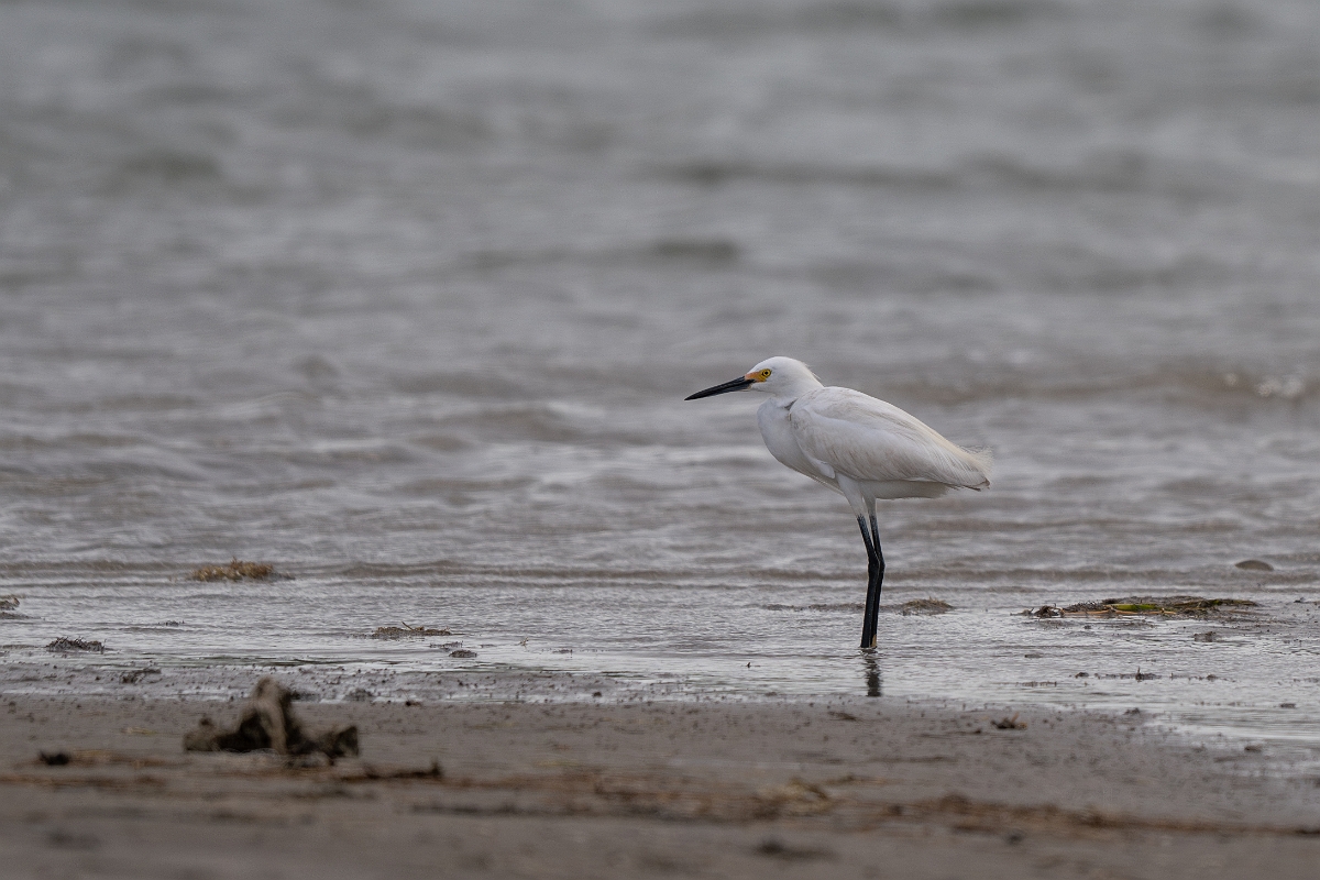 DPPhotography - Texas - Snowy egret - A.jpg - Snowy egret - Redfish Bay Causeway, Texas