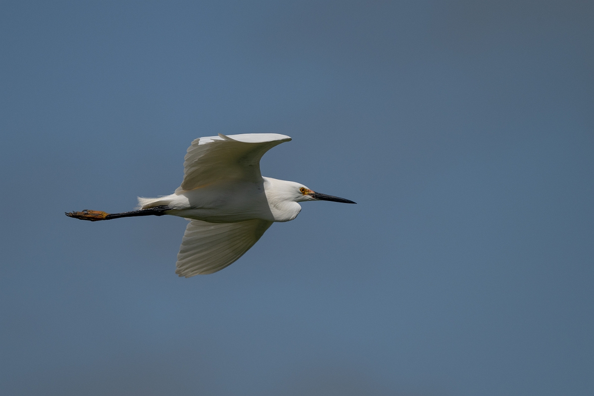 DPPhotography - Texas - Snowy egret - B.jpg - Snowy egret - Smith Oaks, High Island, Texas