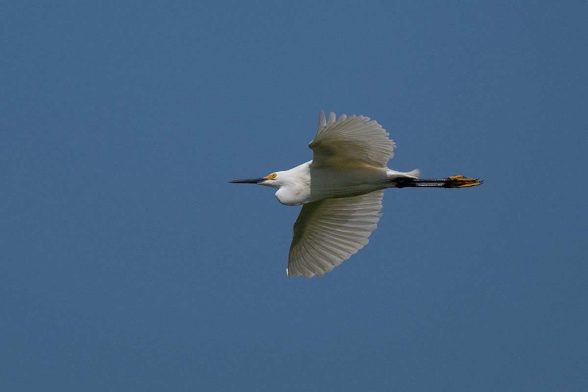 DPPhotography - Texas - Snowy egret - C.jpg - Snowy egret - Smith Oaks, High Island, Texas